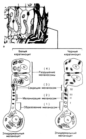 . Схематическое изображение эпидермального меланинового комплекса