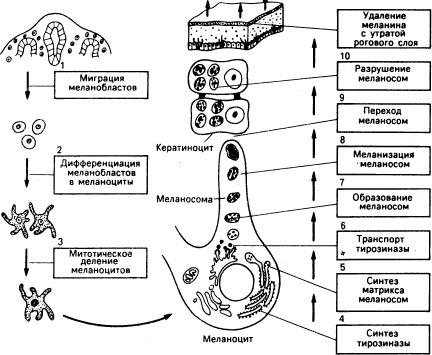 Схематическое изображение морфологических и метаболических механизмов меланиновой пигментации эпидермиса