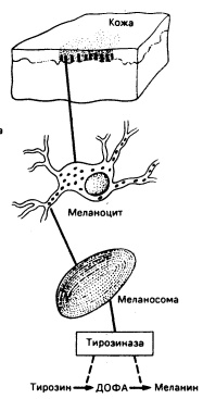 Схематическое изображение меланогенеза в коже чело¬века при световом и электронно-микроскопическом исследовании