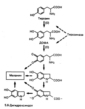 Биосинтез меланина из тирозина